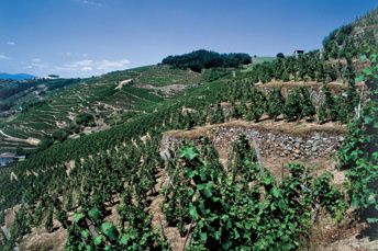 cote-rotie-1.jpg