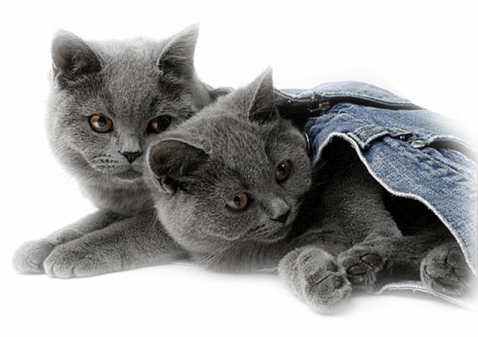 chats-gris-fonce-dans-jeans.gif