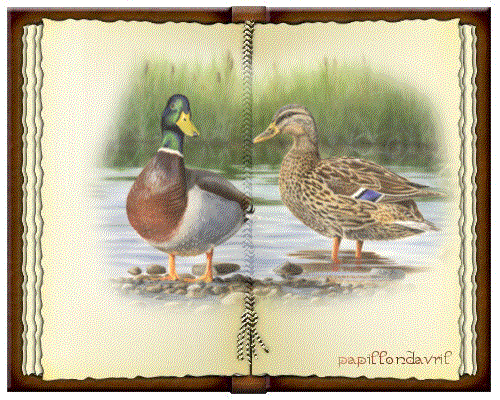 livre-ouvert-canards.gif