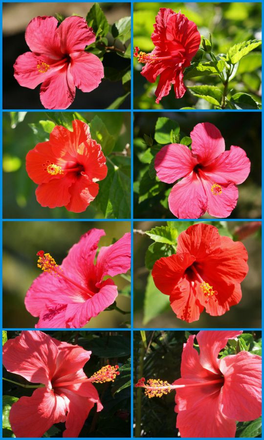 hibiscus (1)