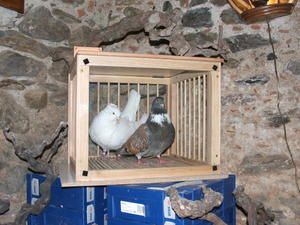 cage----pigeon-3.JPG