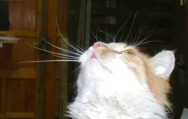 chachou-chataignier-c.JPG