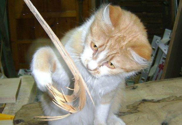 chachou-chataignier-g.JPG