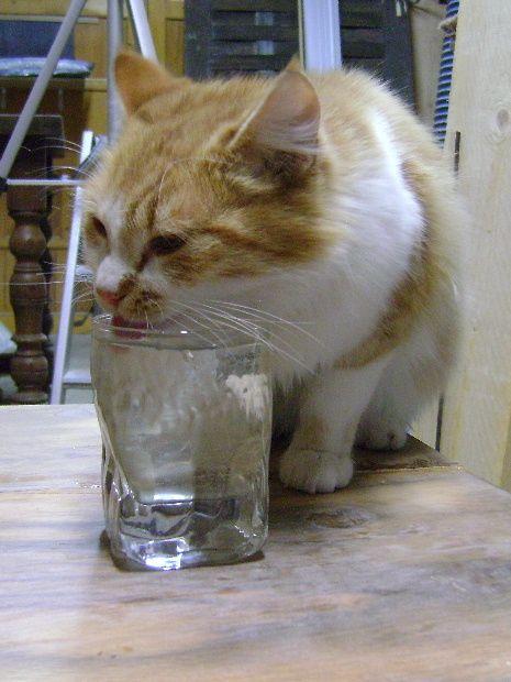 chat-6fev12ab.JPG