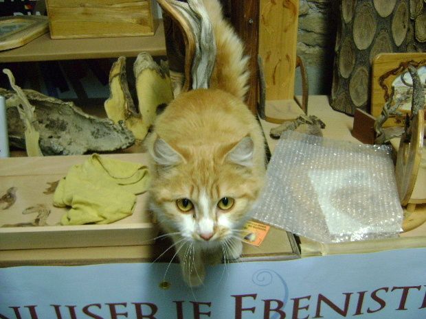 chat-6fev12c.JPG