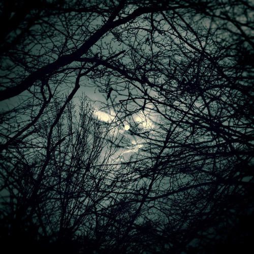 night_in_forest_by_wojtar-copie-5.jpg