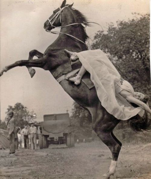 circus-horse.jpg