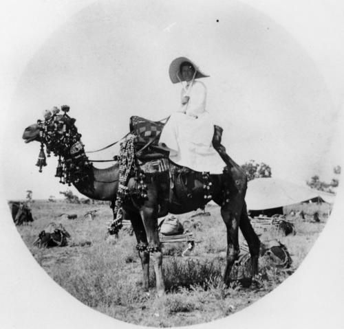 1880 amazone sur chameau