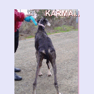 Karma-copie-1.gif