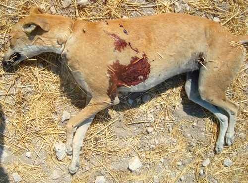 galga-cristina-3.jpg