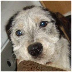Helouna-appa-equides-2012.jpg
