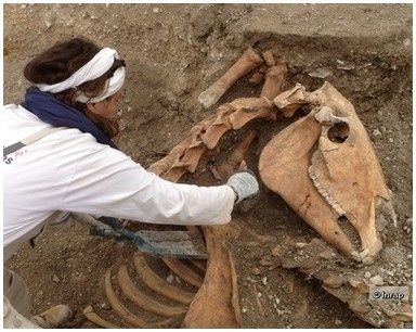 40-chevaux-ensevelis-dans-une-tranchee-bar-sur-aub-copie-1.jpg