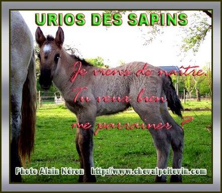 association cheval poitevin trait mulassier