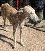 galga - Ramona - galgosavebelgium