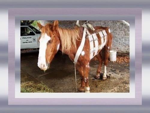 benjie , cheval , martyre , mères , fête