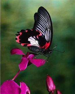 fleur et papillon