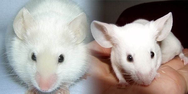 Types (différences souris classique/expo) - Le Blog des Souris Domestiques