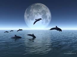 dauphins-lune.jpg