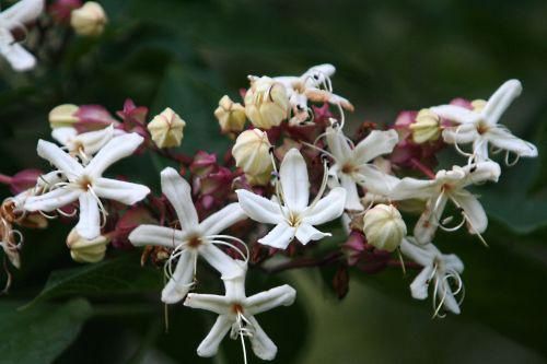 clerodendron_trichotomum.jpeg