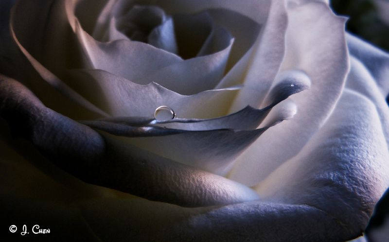 Joelle Chen - perle de rose.jpg