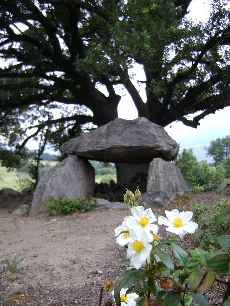 un ciste pour l etrange dolmen de trilla