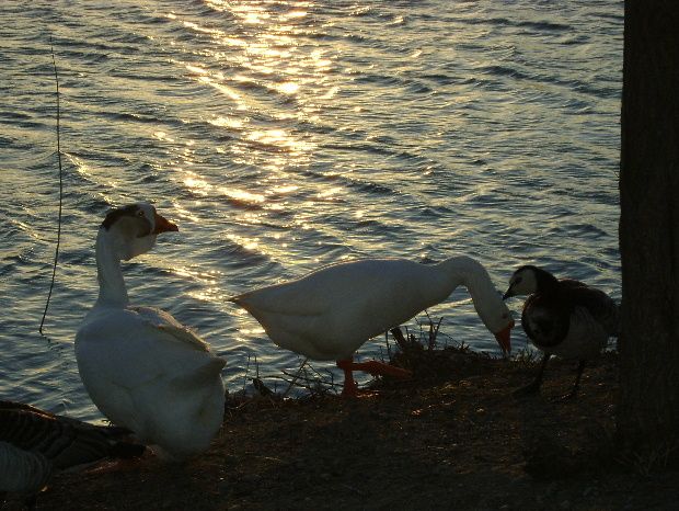 lac-millas-bestof-2011-e.JPG
