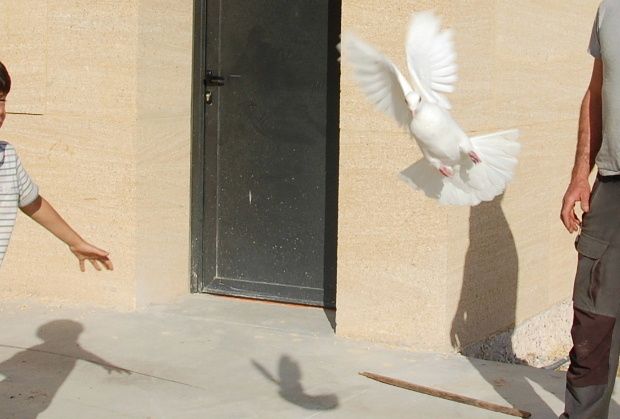 pigeonmai03.JPG