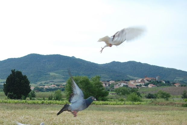 pigeonmai07.JPG