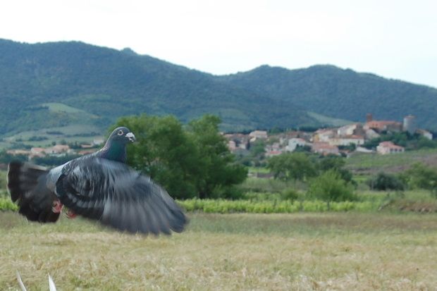 pigeonmai08.JPG