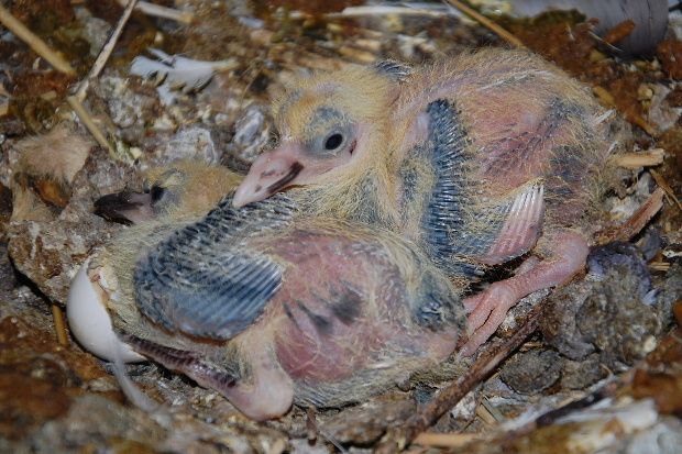 pigeonmai11.JPG