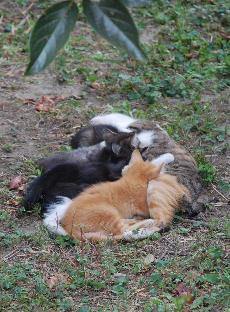 famille-chat-a.JPG