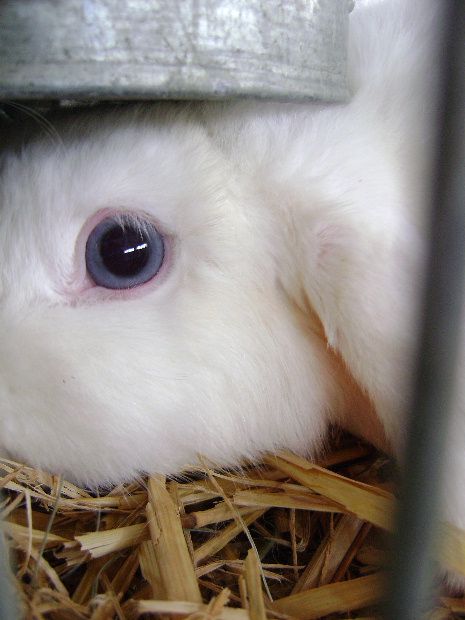 Les yeux bleus du lapin