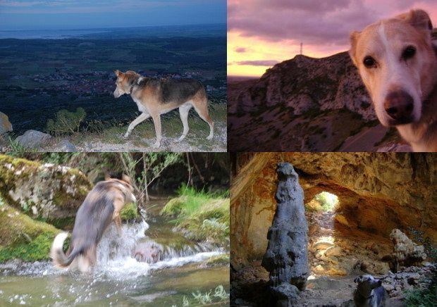 dure la vie de chien de photo