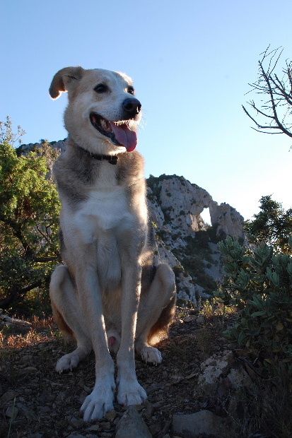petit chien au col de maury
