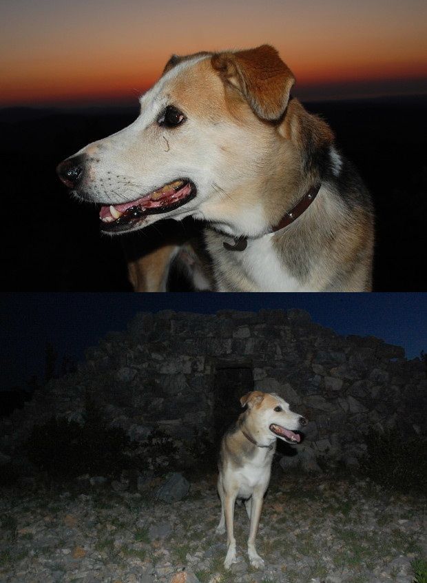 petit chien dans la nuit