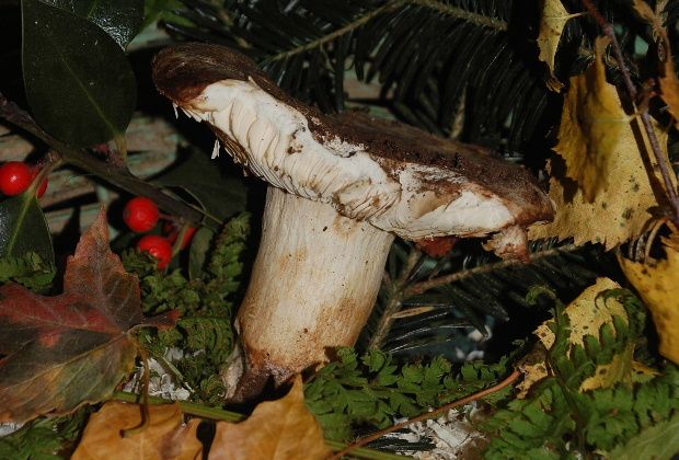les-champignons-dans-mon-panier-11a.JPG