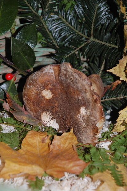 les-champignons-dans-mon-panier-11b.JPG