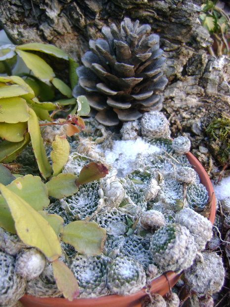 cactus et neige le vivier 09