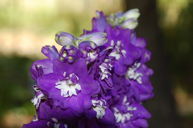 fleurs-d-alouette-bleu-fonce.JPG