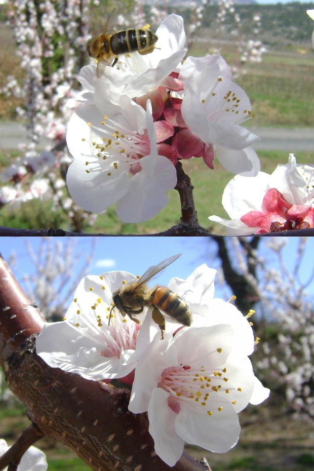 abeille abricotier 6