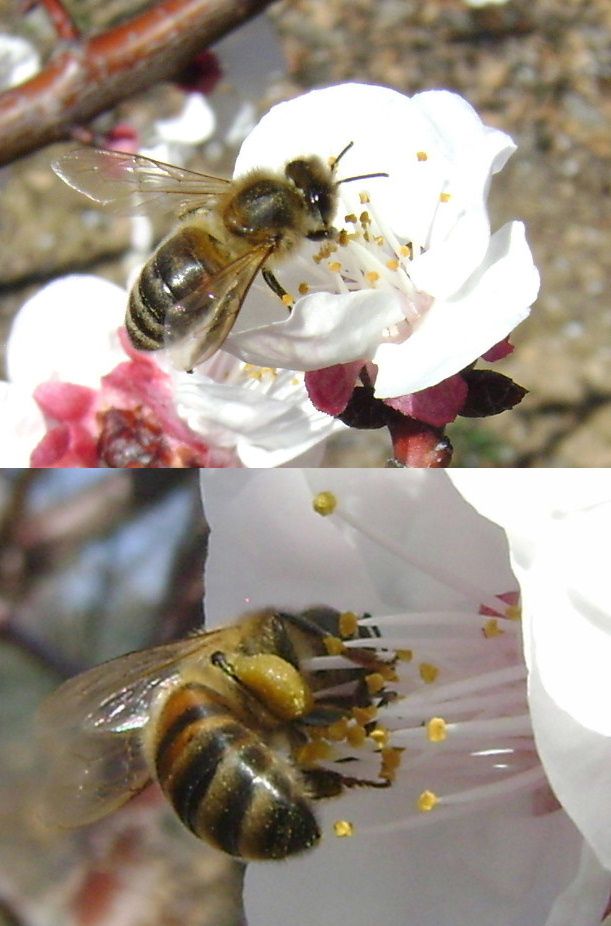 abeille abricotier 8