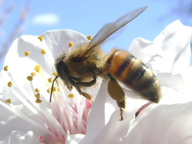 abeille abricotier 9