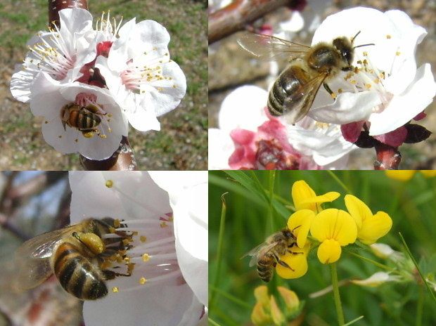abeille mon ami a