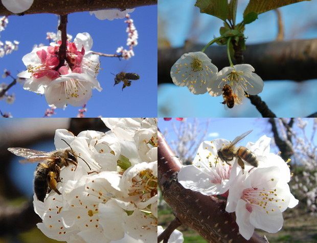 abeille mon ami b