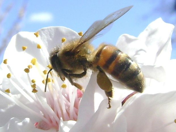 abeille mon ami c