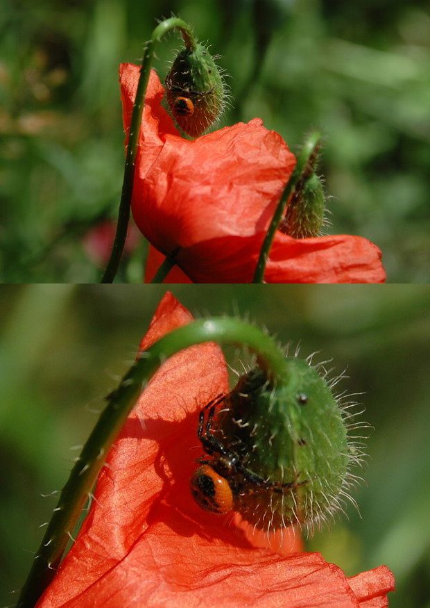 new-insecte-sur-coquelicot-a.JPG