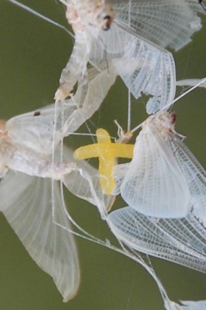 cimetiere des papillons 1