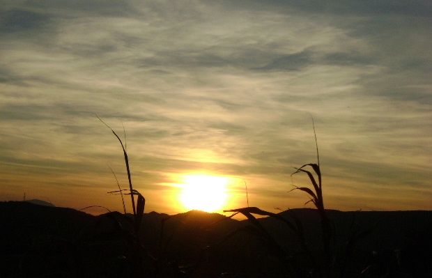 soleil 2 roseau