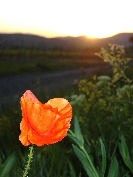 soleil 5 coquelicot