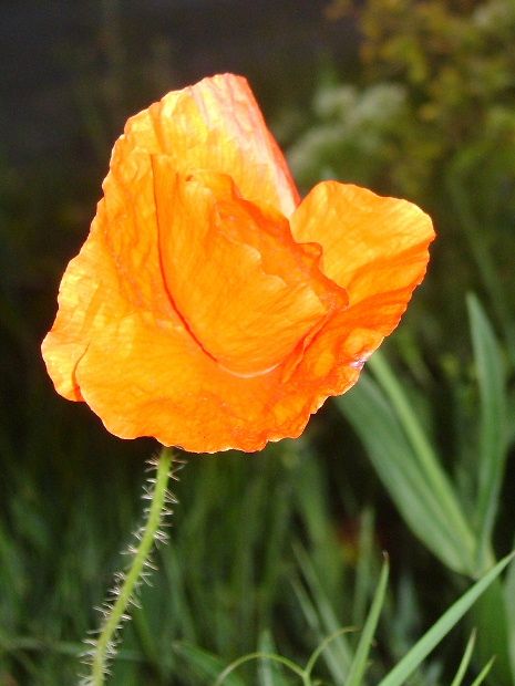soleil 6 coquelicot
